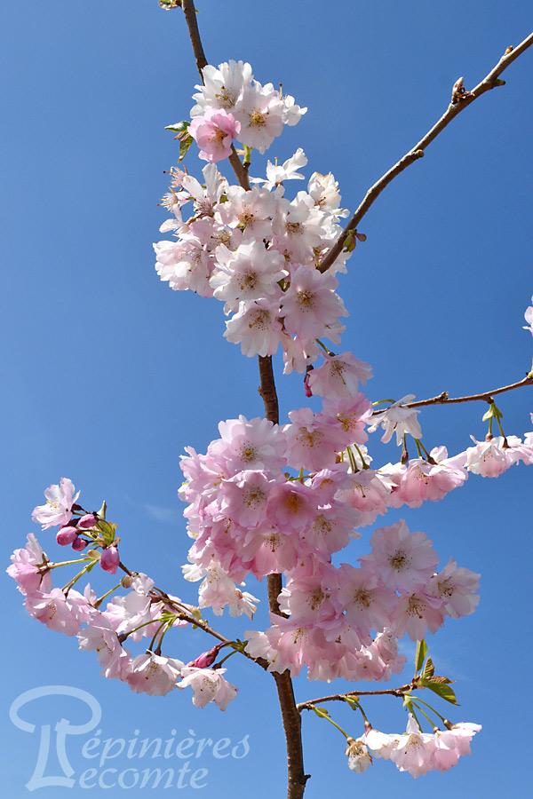 PRUNUS ACCOLADE (Cerisier à fleurs du Japon Accolade)
