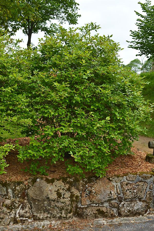 Pack De 3 Plants De Myrtille Bluecrop - Vaccinium Corymbosum - Résistants Au Froid, Pot 9 Cm