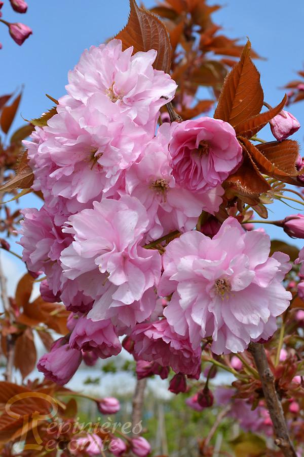 Cerisier Du Japon Kanzan Pepiniere Lecomte