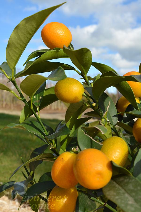 Kumquat Citrus Paradisi - Agrumier 8 Ans - 160cm - Arbre Fruitier Avec Fruits Comestibles